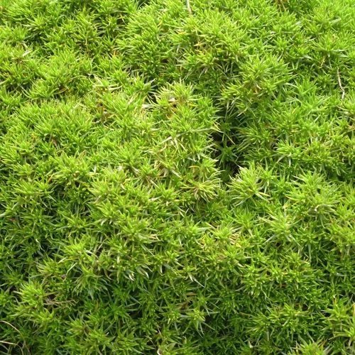 Scleranthus mousse vert. Le pot de 1 litre