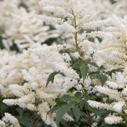 Astilbe hybride Washington Astilbe washington