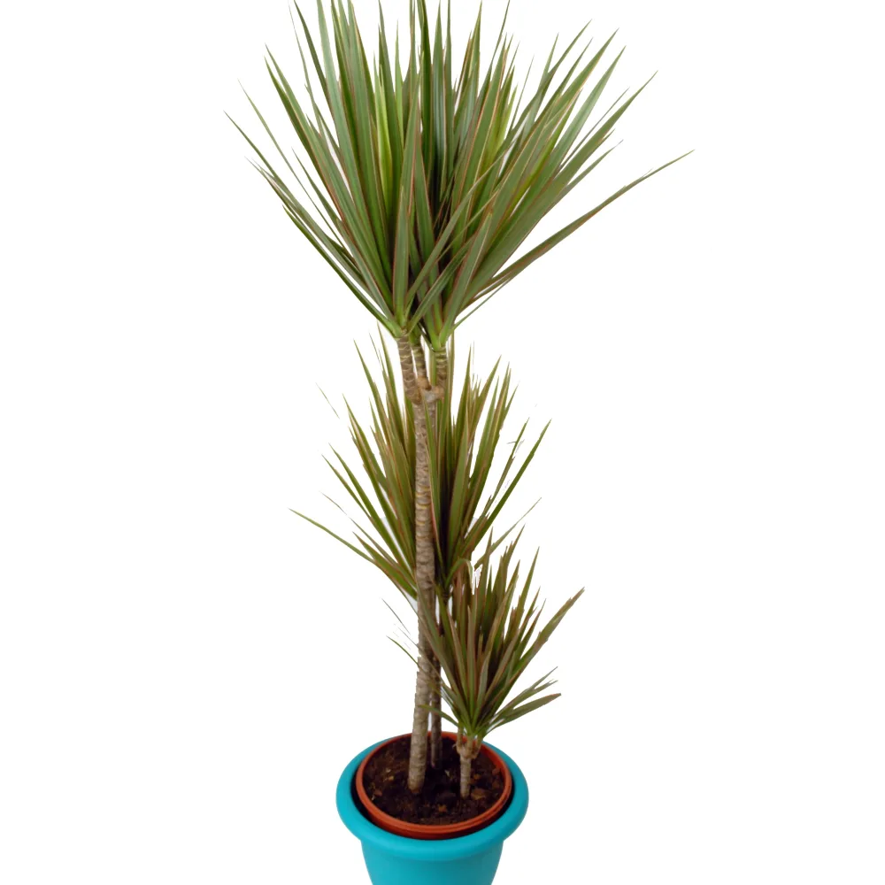 Dragonnier bicolore Dracaena marginata bicolor