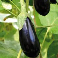 Aubergine Longue Baluroi F1 Bio. Le pot de 10,5 cm