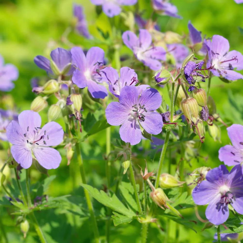 Géranium vivace bleu Geranium pratense