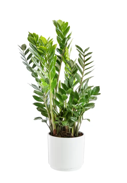 Zamioculcas botanic®. Le pot de Ø 21 cm