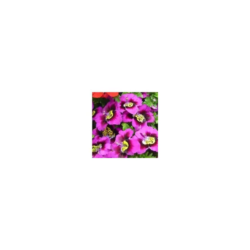 Schizanthus - Le pot de 1 litre