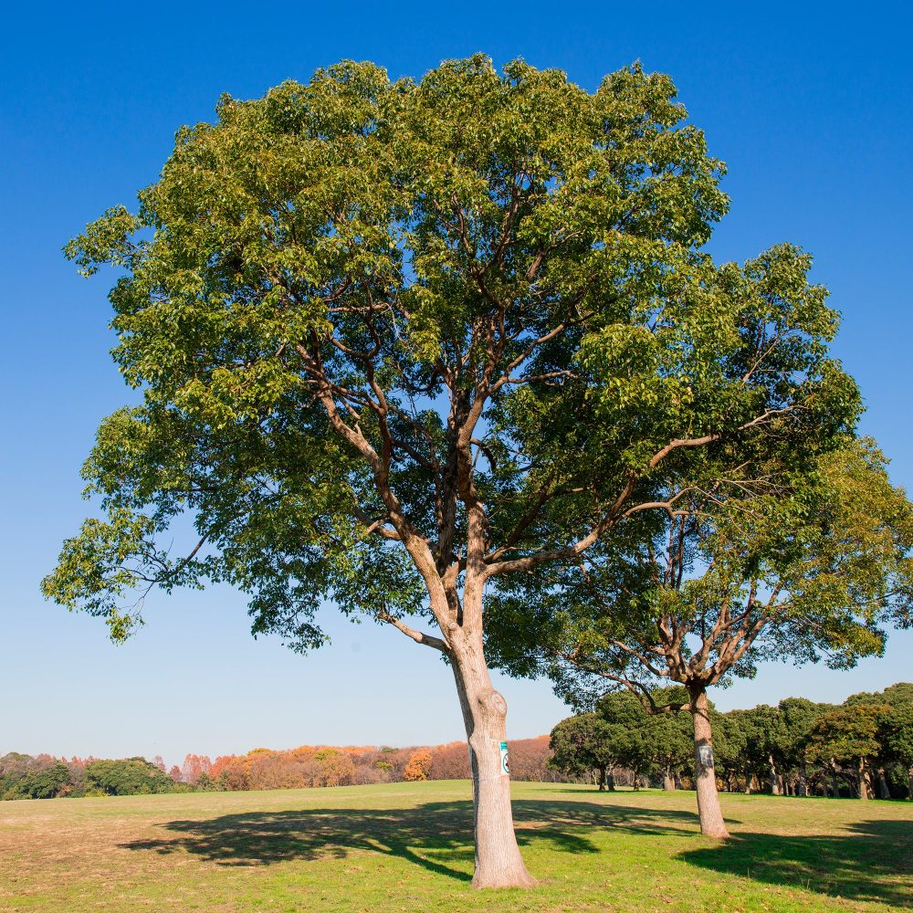 Camphrier Cinnamomum camphora