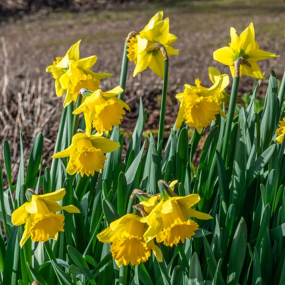 10 Narcisses Rijnveld's Early Sensation Narcissus Rijnveld's Early Sensation