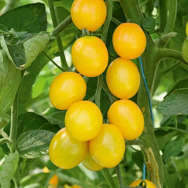 3 Plants de Tomate Cerise Gusta Mini Yellow F1 Solanum lycopersicum gusta mini yellow f1