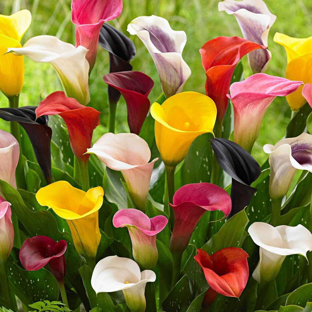 3 Arums en mélange : jaune, rouge, rose Zantedeschia 'summer time'