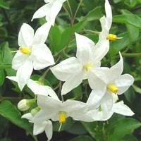 Solanum faux jasmin tige - Avec cache pot