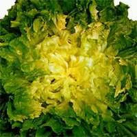 Chicoree Scarole Bio. La barquette de 12 plants