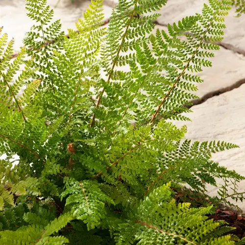 Fougère Polystichum setiferum - Le pot de 2 litres