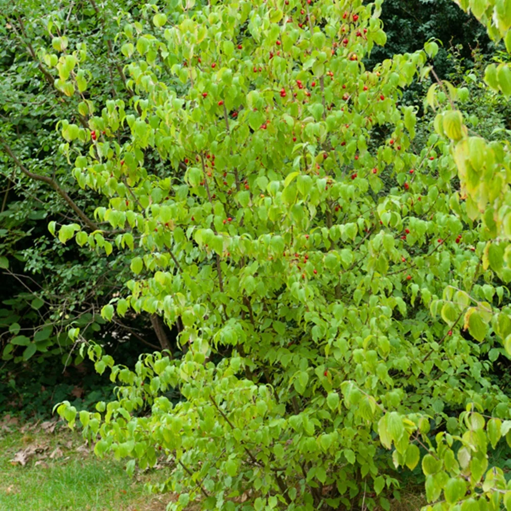 Cornouiller mâle Cornus mas