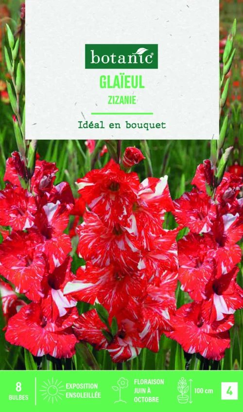Bulbes de fleurs Glaïeul grandes fleurs Zizanie botanic® - 8 bulbes