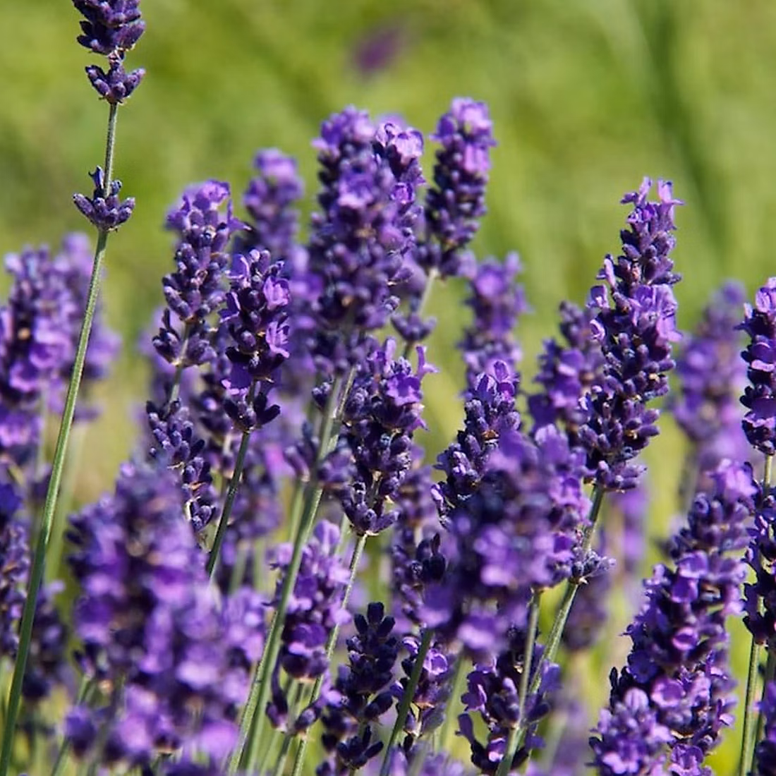 6 x Lavande vraie 'Hidcote' – Lavandula angustifolia 'Hidcote', godet 9cm x 9cm