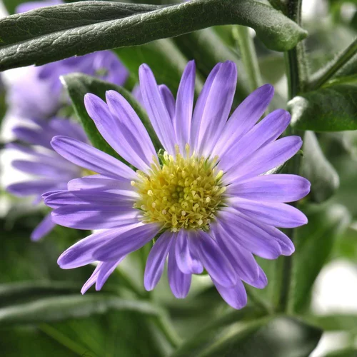 Aster. Le pot de 13 cm