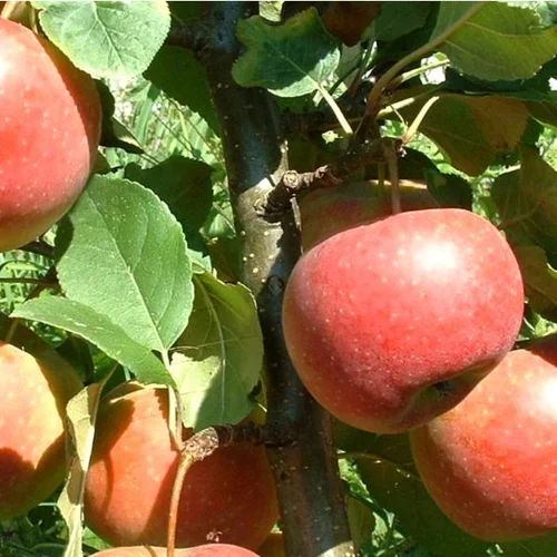 Pommier Ariane®. Le pot de 15 litres forme 1/2 tige