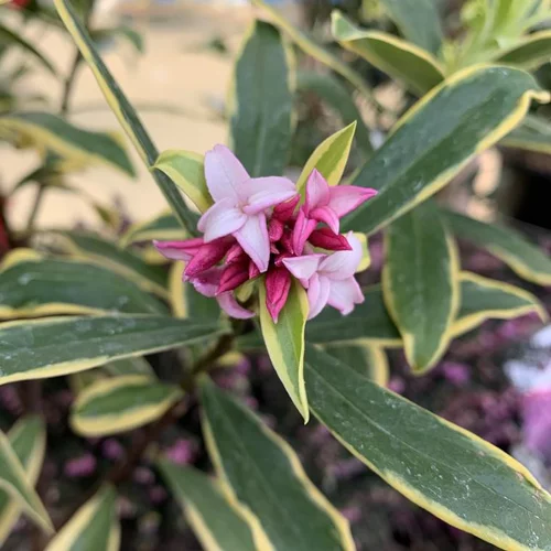 Daphne Odora Marianni Rogbret Rose. Le pot de 75 litres