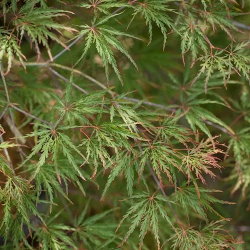 Érable du Japon (Acer Palmatum) Inaba-Shidare. Le pot de 160 litres