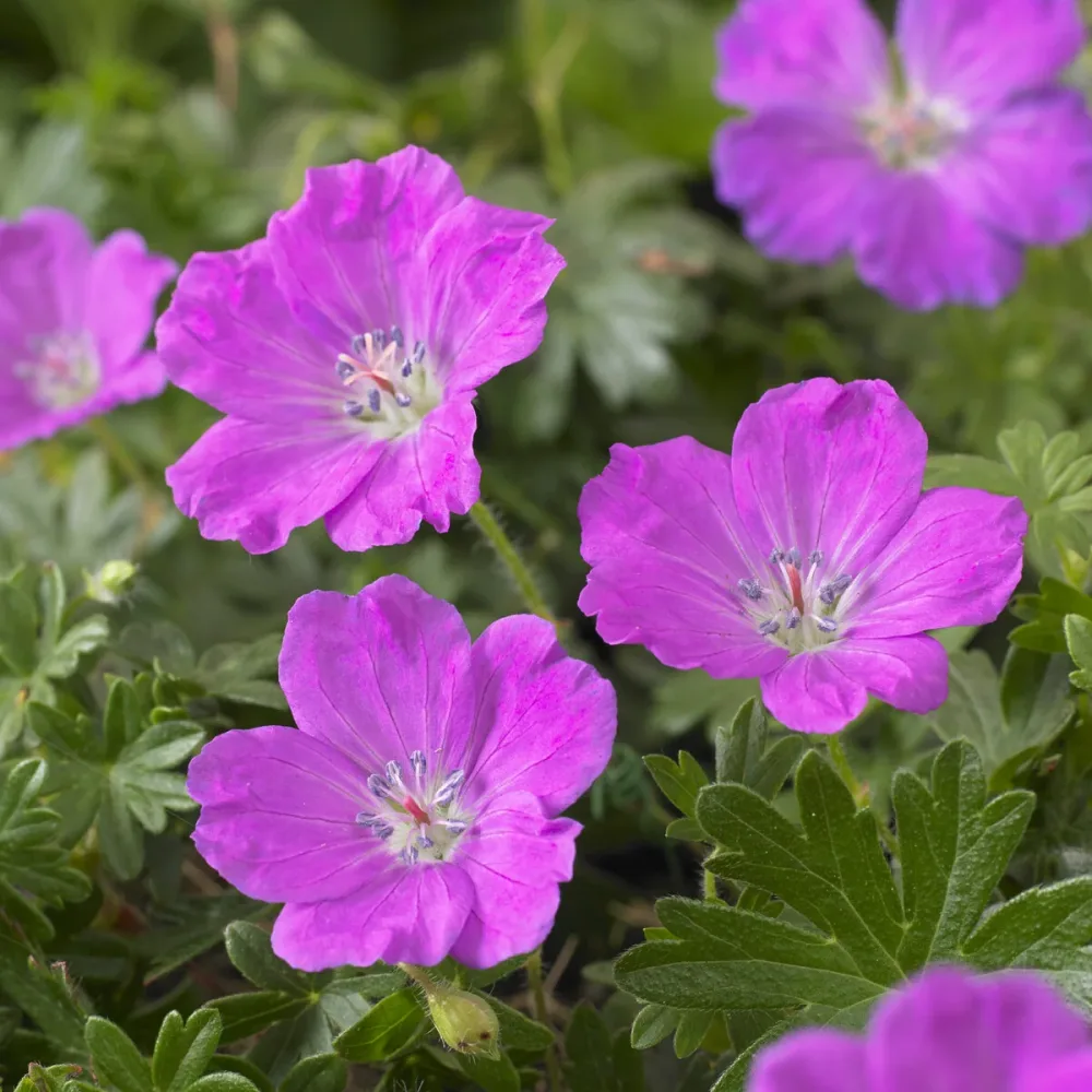 Géranium vivace sanguin Max Frei Geranium sanguineum Max Frei