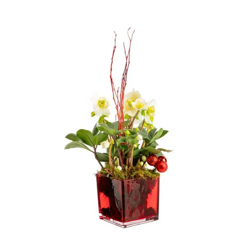 Hellébore en verrerie rouge