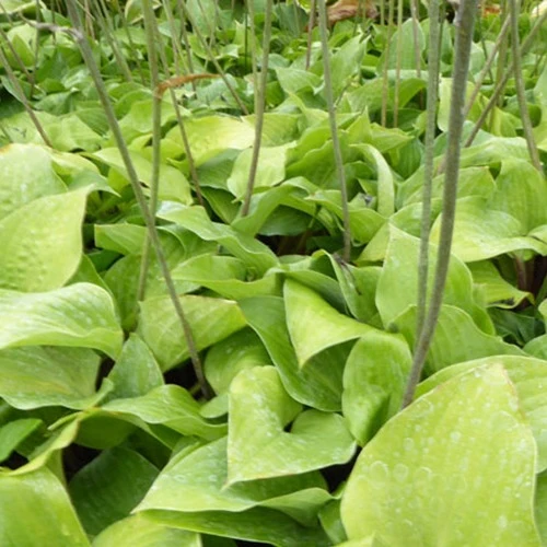Hosta Red Cadet Hosta red cadet