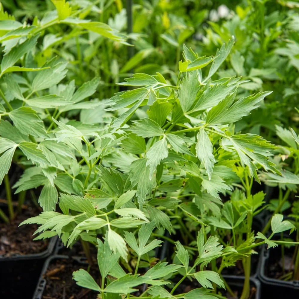 Livèche - céleri perpétuel Bio Levisticum officinalis