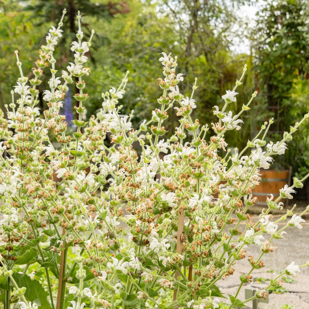 Sauge argentée Salvia argentea