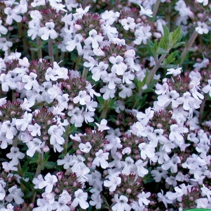 Thym au parfum d'agrumes Charm Orange Thymus fragrantissimus