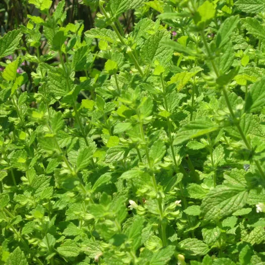 Melisse zaden bio | Aromatische kruidenzaden