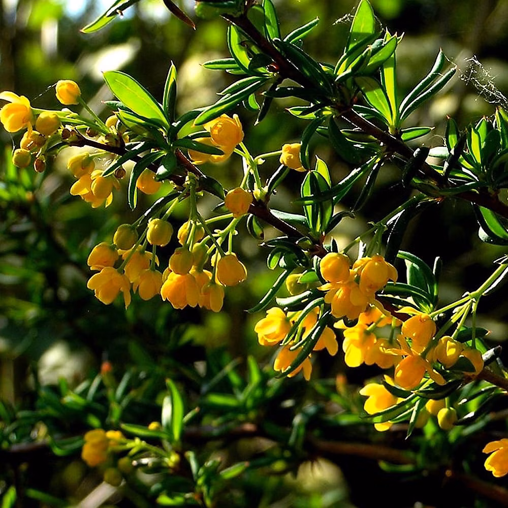 2 x Épine-vinette à feuilles – Berberis stenophylla, 40-50 cm pot