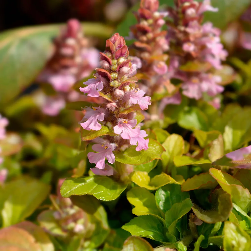 Bugle rampante Gold Chang Ajuga reptans Gold Chang