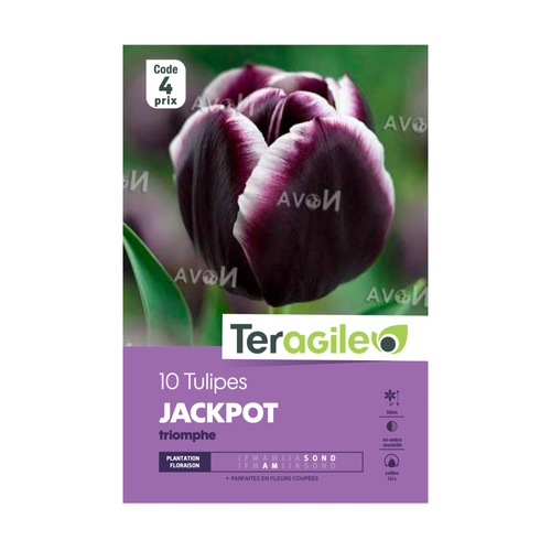 BULBES DE TULIPES 'JACKPOT' TRIOMPHE - TERAGILE® - X10
