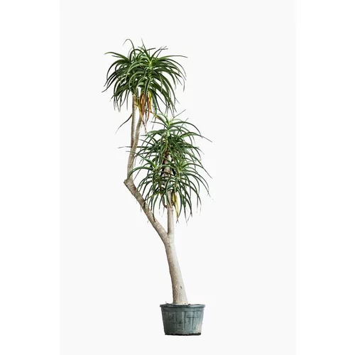 Aloe Bainesii en pot de 120 L vert