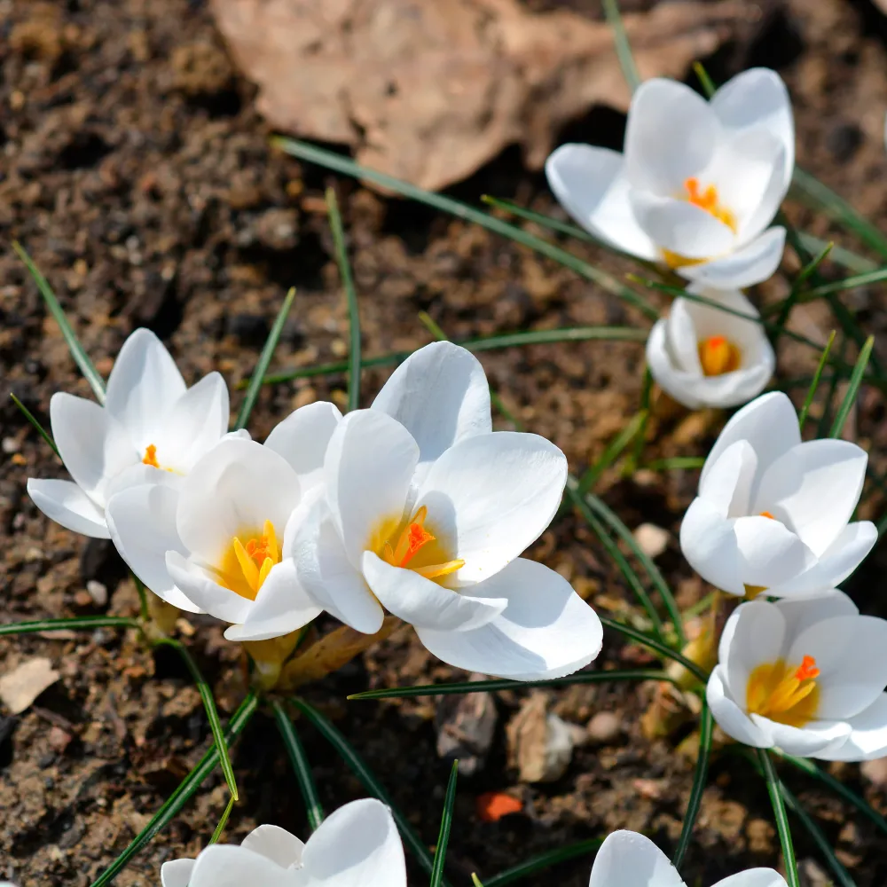 10 Crocus Ard Schenk Crocus Ard Schenk