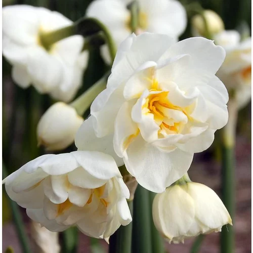 Narcisse Bridal Crown - Le pot de 10,5 cm