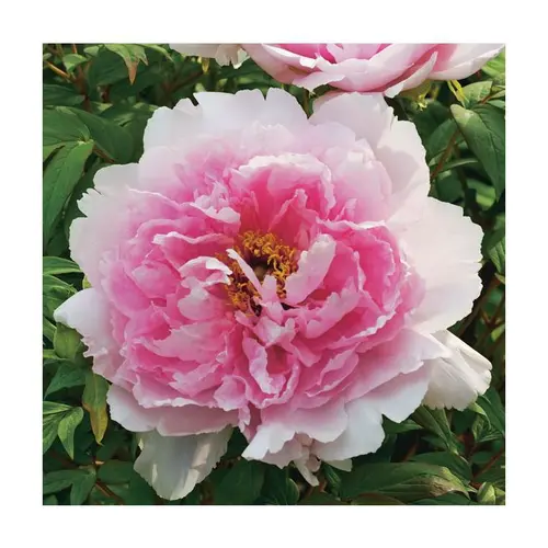 Pivoine rose clair - Le pot de 5 litres