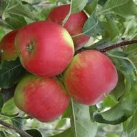 Pommier Pomme Des Moissons® Delprivale. Le pot de 12 litres, forme gobelet