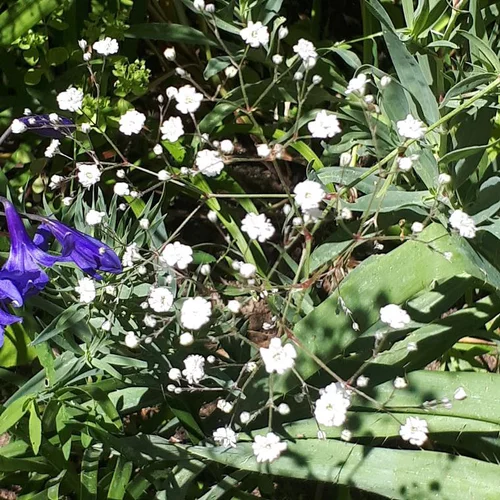 Gypsophile blanc. Le pot de 2 litres