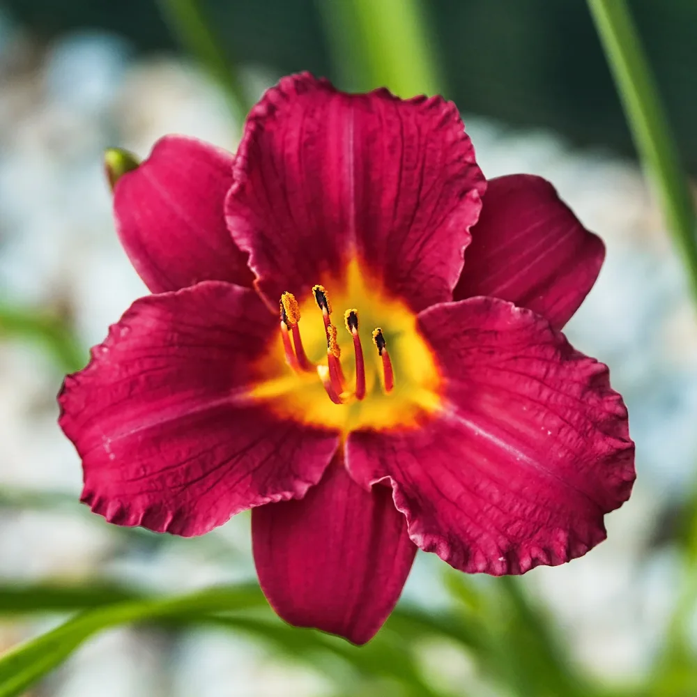 Hémérocalle Pardon Me Hemerocallis pardon me