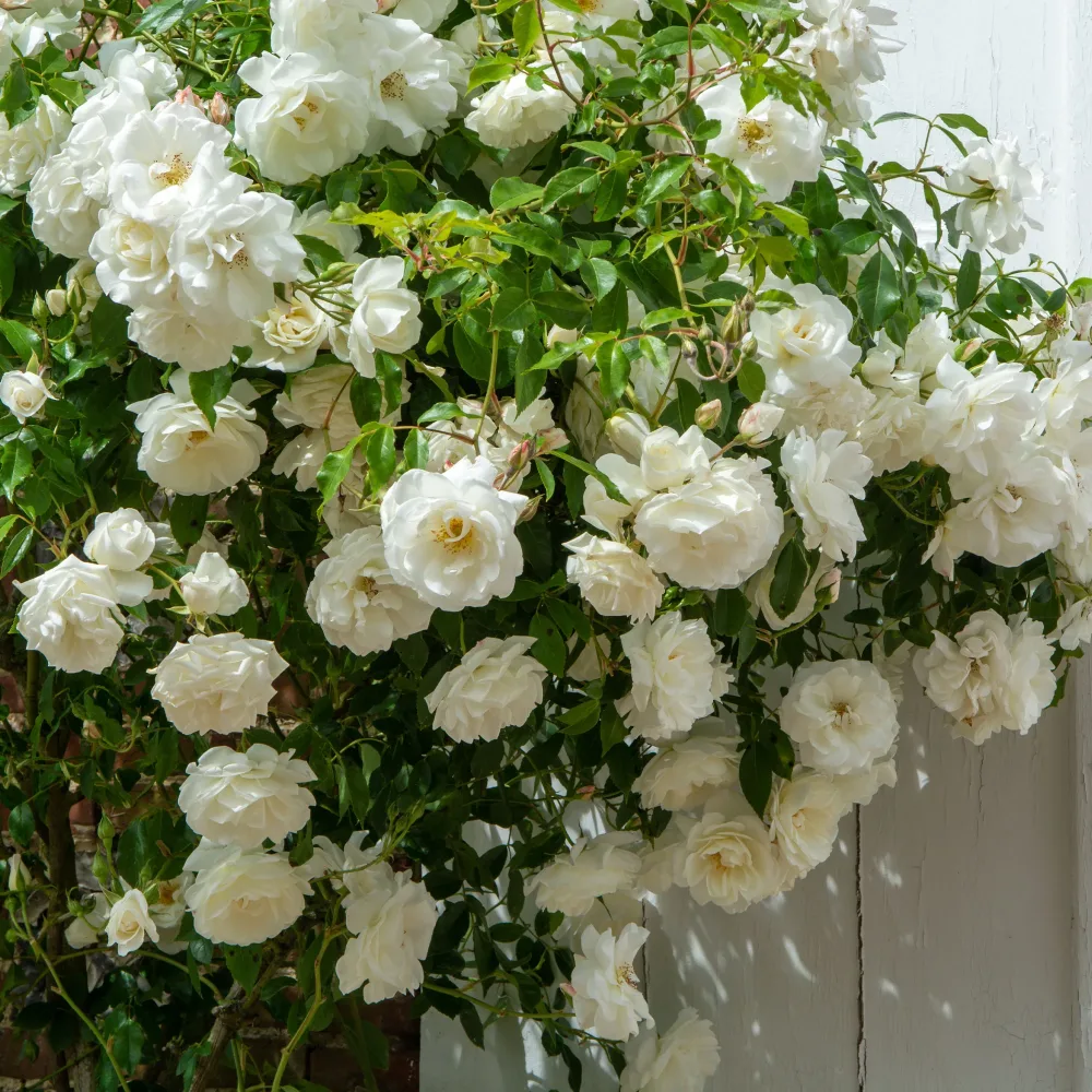 Rosier grimpant blanc Rosa