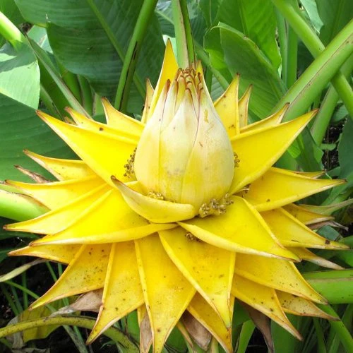 Musella : Lotus D'or lotus d'or
