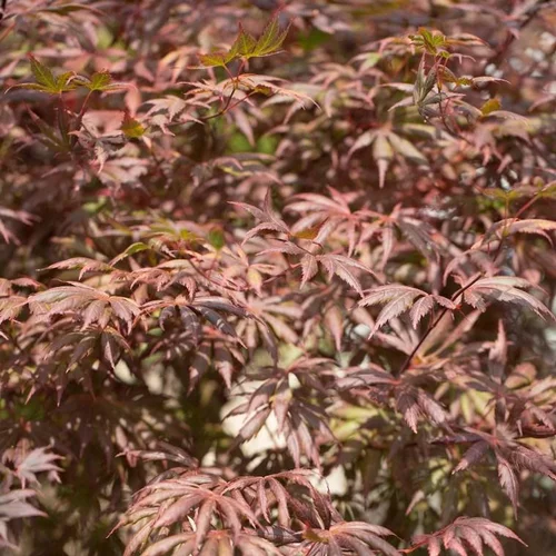 Erable du Japon (Acer Palmatum Greffe) Trompenburg. Le pot de 3 litres