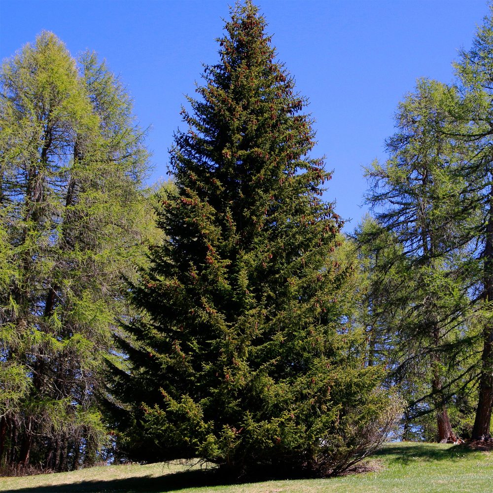 Epicéa commun Picea abies