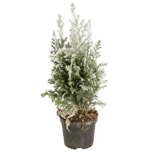 Elwoodii enneigé - Le pot de 13 cm