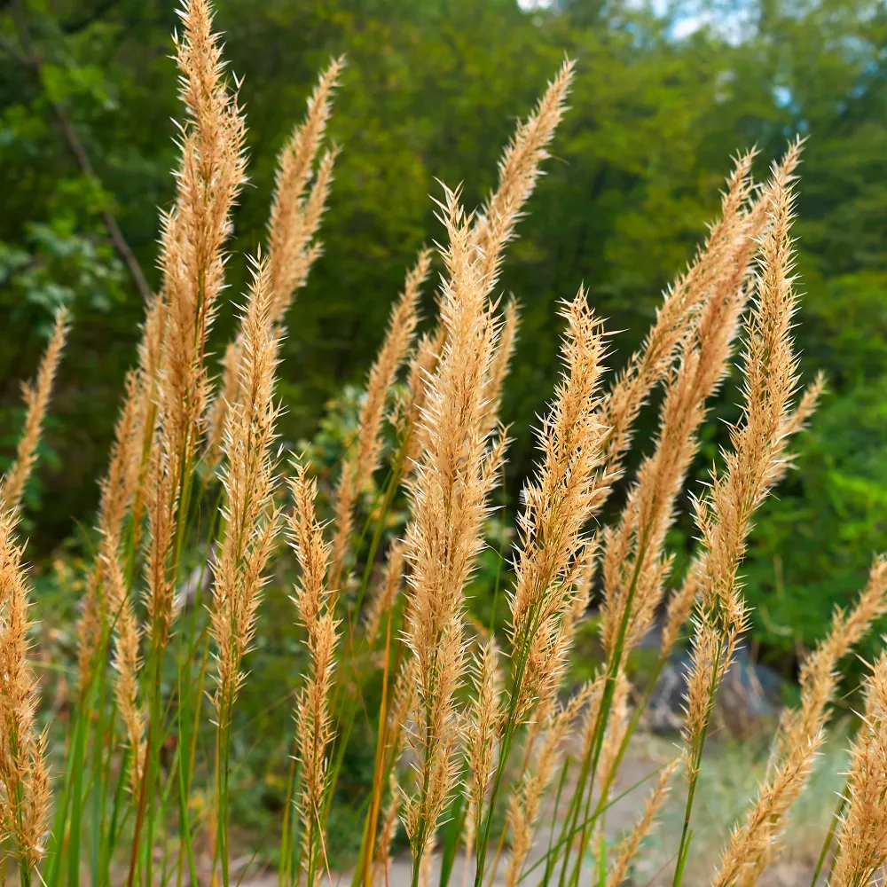 Stipe argentée Algäu Stipa calamagrostis Algäu