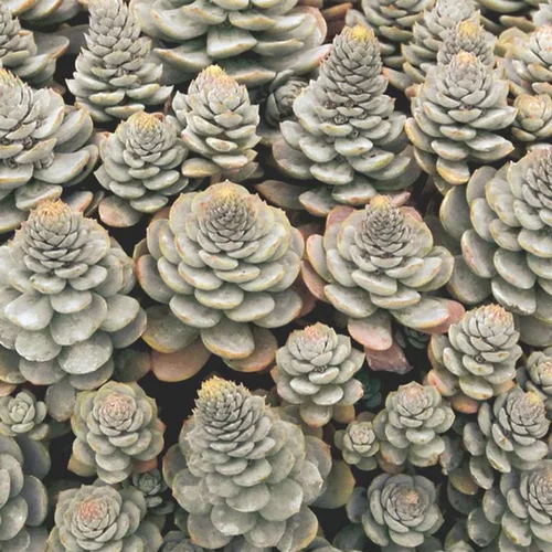 Orastachys - Le pot de 0,5 litre