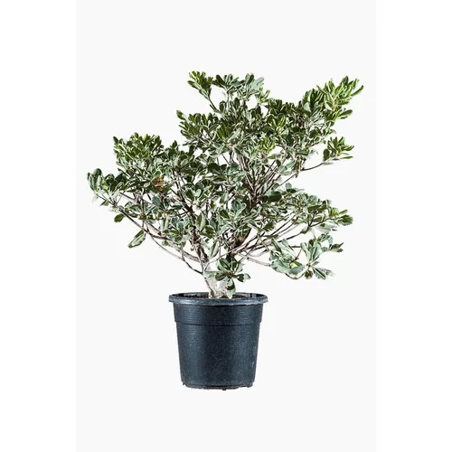 Pittosporum Tenuifolium Variegatum en pot de 9 L