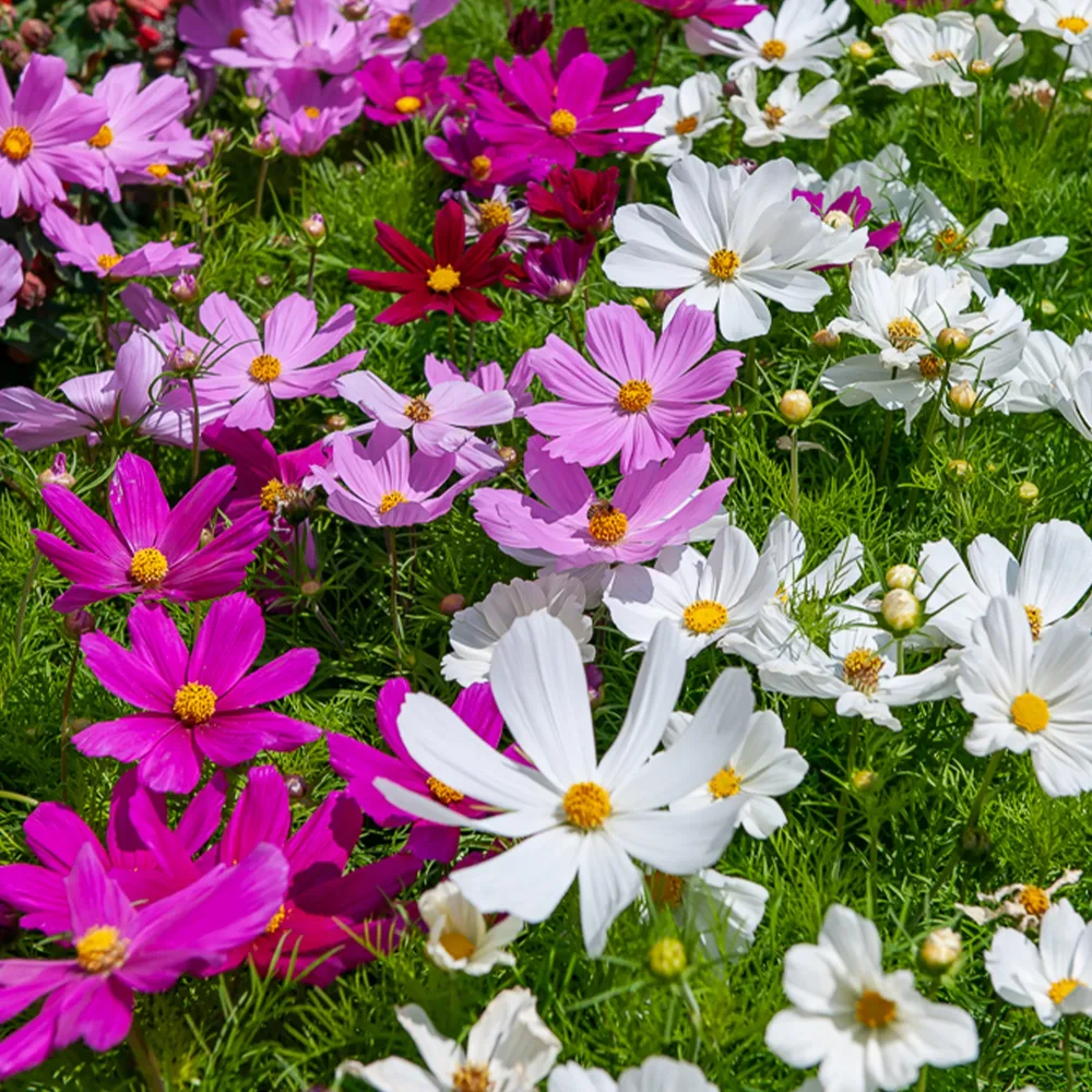 Cosmos Sensation en mélange Cosmos bipinnatus
