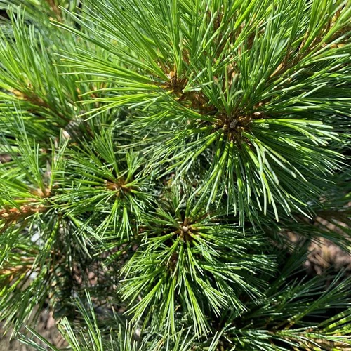 Pin de Weymouth nain (Pinus Strobus nana) 50/60. Le pot de 20 litres