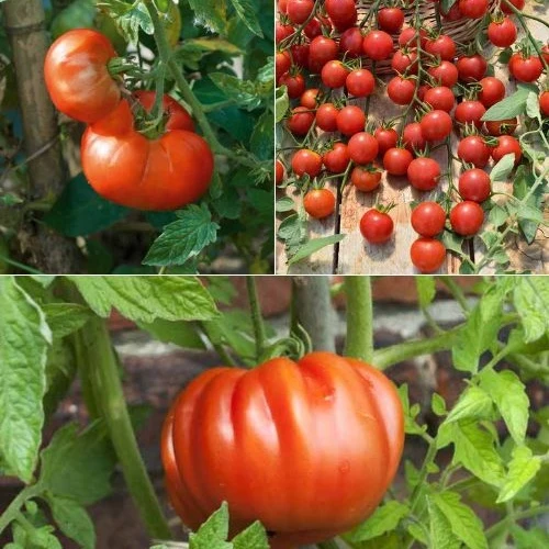 Collection de 9 plants de tomates classiques Solanum lycopersicum cœur de bœuf, marmande, supersweet 100