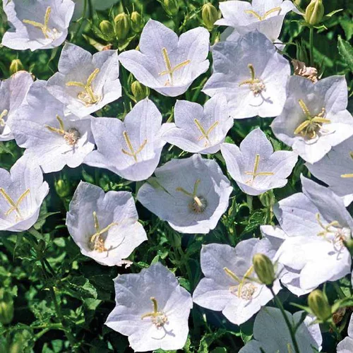 Campanule des Carpates blanche - Le pot de 9 x 9 cm